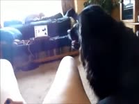 [ Animal XXX and Beastialty Sex ] floozy getting drilled by dog on cam